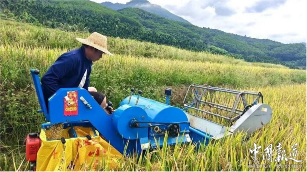 金色梯田奏欢歌 牙胡农旅双丰收