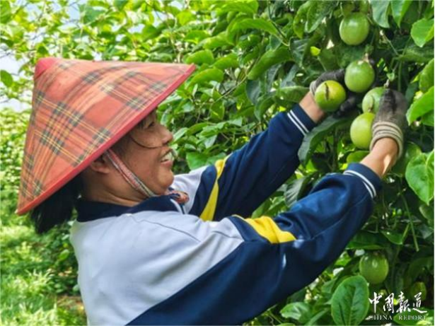 海口秀英区东山镇：百香果飘香富农家 特色产业铺就乡村振兴路