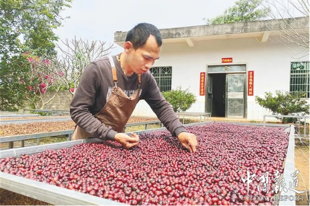 澄迈咖啡：一粒豆的环球之旅酿出产业链新图景